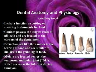 Dental Anatomy and Physiology
                          Identifying Teeth2

•Incisors function as cutting or
 shearing instruments for food.
•Canines possess the longest roots of
 all teeth and are located at the
 corners of the dental arch.
•Premolars act like the canines in the
 tearing of food and are similar to
 molars in the grinding of food.               Incisor   Canine   Premolar   Molar
•Molars are located nearest the
 temporomandibular joint (TMJ),
 which serves as the fulcrum during
 function.
 