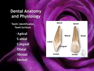 Dental Anatomy
and Physiology
                                     Apical
Teeth: Identification                                    Apical

   Tooth Surfaces

   •Apical                                     Mesial             Distal
   •Labial
                        Labial
   •Lingual                                Lingual
   •Distal
   •Mesial                       Incisal                Incisal


   •Incisal
 