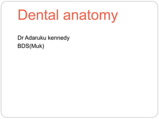 Dental anatomy
Dr Adaruku kennedy
BDS(Muk)
 