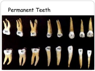 dental anatomy.ppt