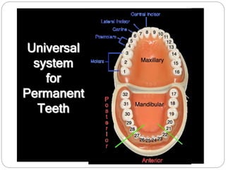 dental anatomy.ppt