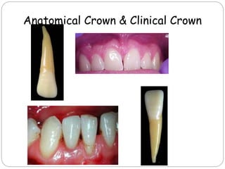 dental anatomy.ppt