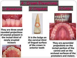 dental anatomy.ppt