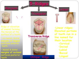 Marginal Ridge On Tooth dental anatomy.ppt