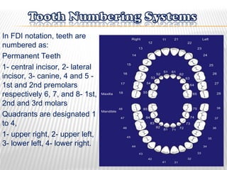 Fdi Temporal Dental anatomy and related dental structures | PPT