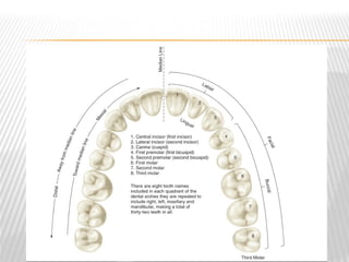 Dental anatomy and related dental structures | PPT