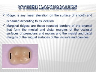 Marginal Ridges Leveling Dental anatomy and related dental structures | PPT