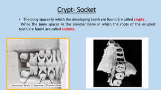 ]Dental anatomy 2.pdfنةلبةينلةبيةنلمينمةلبية | PDF