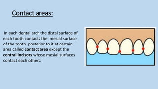 ]Dental anatomy 2.pdfنةلبةينلةبيةنلمينمةلبية | PDF