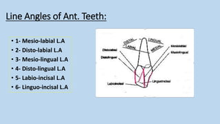 ]Dental anatomy 2.pdfنةلبةينلةبيةنلمينمةلبية | PDF