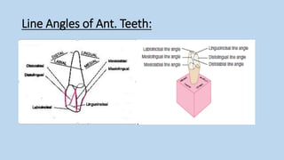 ]Dental anatomy 2.pdfنةلبةينلةبيةنلمينمةلبية | PDF