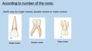 ]Dental anatomy 2.pdfنةلبةينلةبيةنلمينمةلبية | PDF