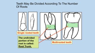 ]Dental anatomy 2.pdfنةلبةينلةبيةنلمينمةلبية | PDF