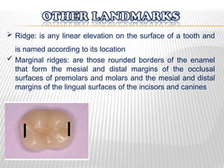 Tooth Marginal Ridge Gum Comprehensive Overview of Human Dental Anatomy and Tooth Classification ...