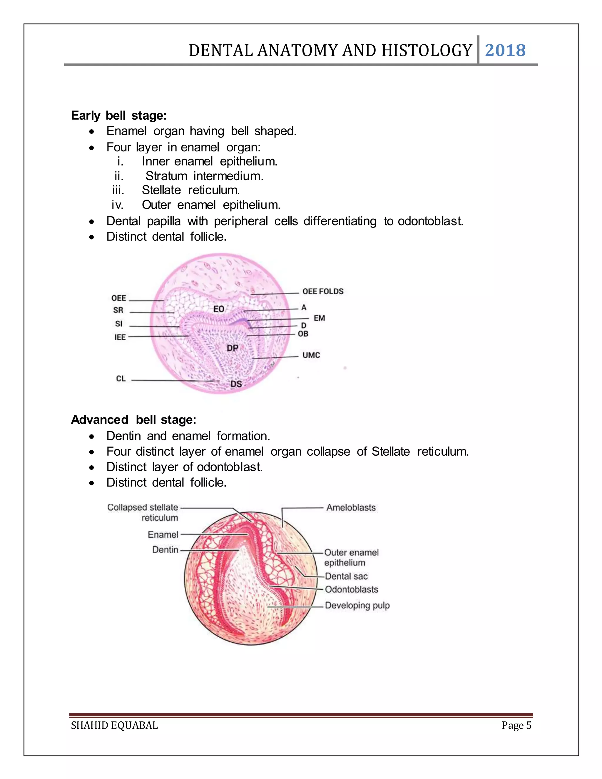 Dental anatomy and histology 2018 | PDF