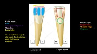 Dental anatomy and morphology lecture | PDF
