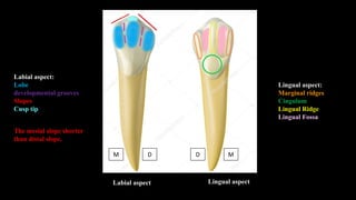 Dental anatomy and morphology lecture | PDF