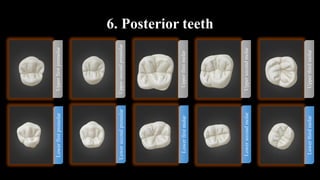 Dental anatomy and morphology lecture | PDF