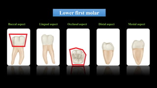 Dental anatomy and morphology lecture | PDF