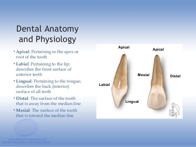 Dental anatomy educational teaching resource