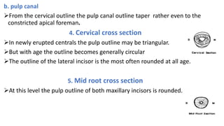 dental_anatomy_gggggttgttttyyroup_1_45[1].pptx