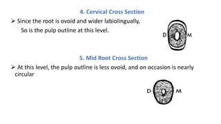 dental_anatomy_gggggttgttttyyroup_1_45[1].pptx