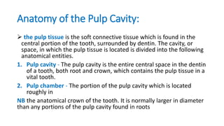 dental_anatomy_gggggttgttttyyroup_1_45[1].pptx