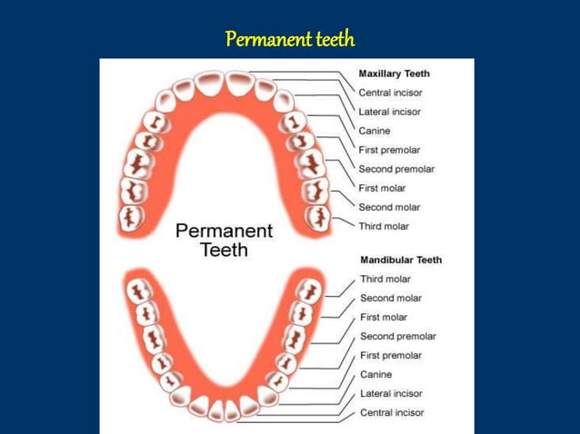Dental anatomy introduction for BDS first year students | PPTX