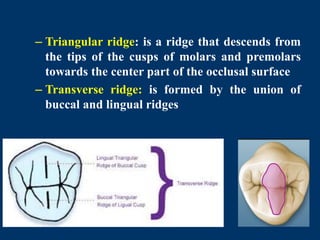 Dental anatomy introduction for BDS first year students | PPTX