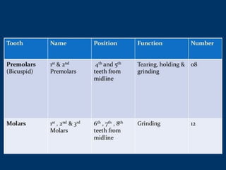 Introduction and nomenclature of dental anatomy | PPTX