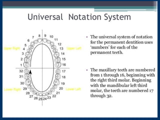 Introduction and nomenclature of dental anatomy | PPTX