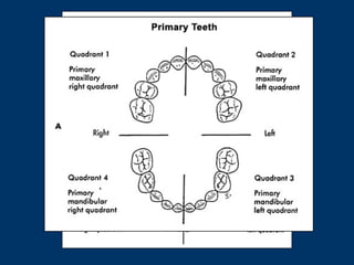 Introduction and nomenclature of dental anatomy | PPTX