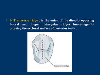 Tooth 14 Ridges Introduction and nomenclature of dental anatomy | PPTX