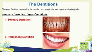 Dention Types Dental Anatomy Lec 1.pdf