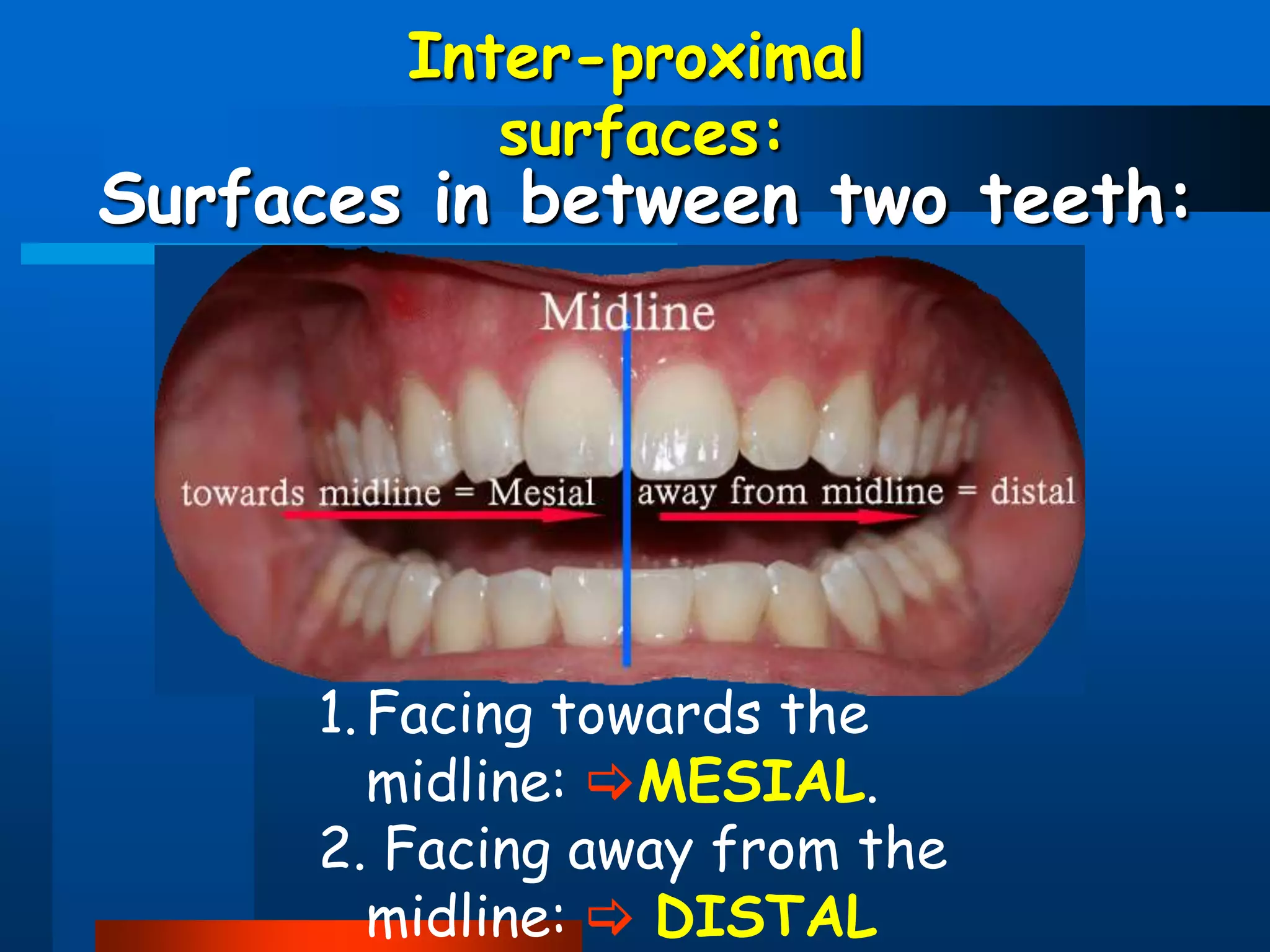 Dental anatomy | PPT