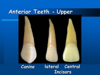 Dental anatomy | PPT