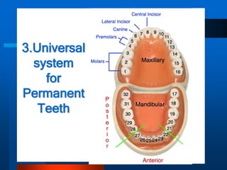 Dental anatomy | PPT