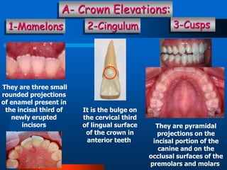 Dental anatomy | PPT