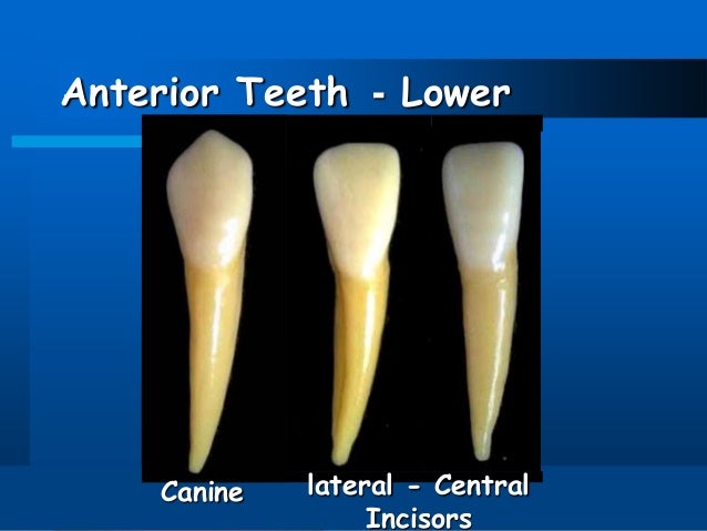 Dental anatomy