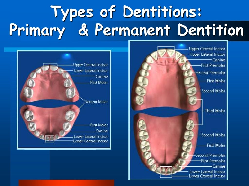 Dental anatomy