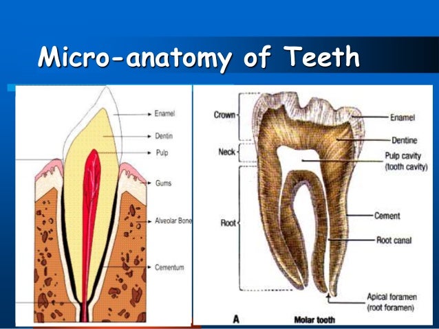 Dental anatomy