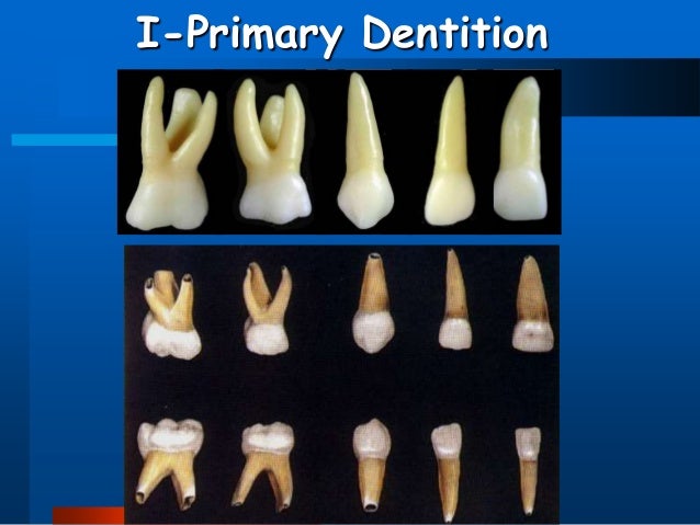 Primary Teeth Example Primary Teeth Anatomy
