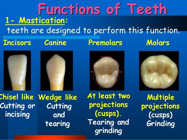dental anatomy
