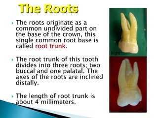 Dental anatomy,max.first molar | PPSX