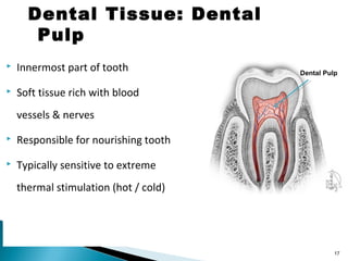 Dental anatomy & physiology | PPT