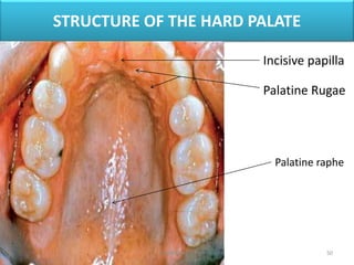 Dental Anatomy | PPTX