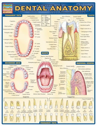 Dental anatomy reference_guide | PDF