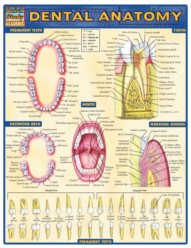 Tooth Identification Chart