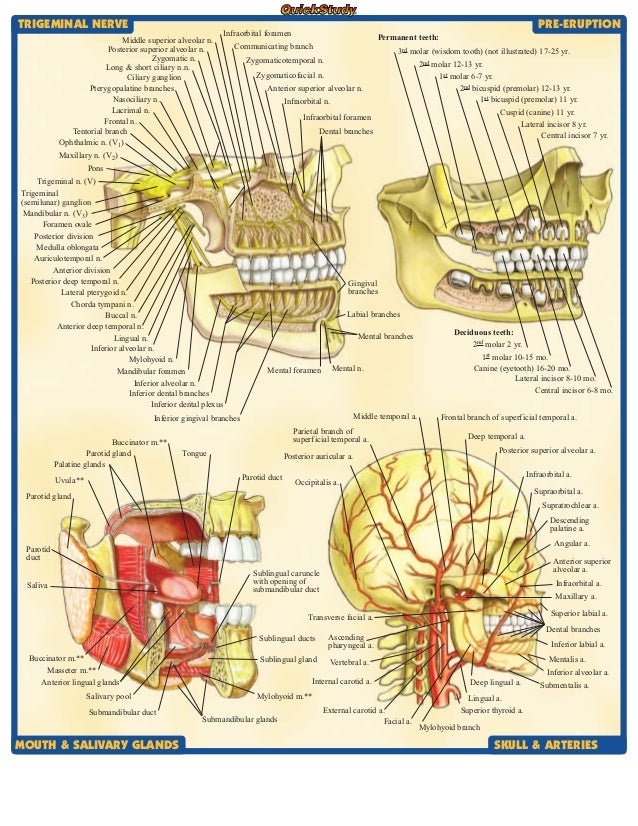dental anatomy