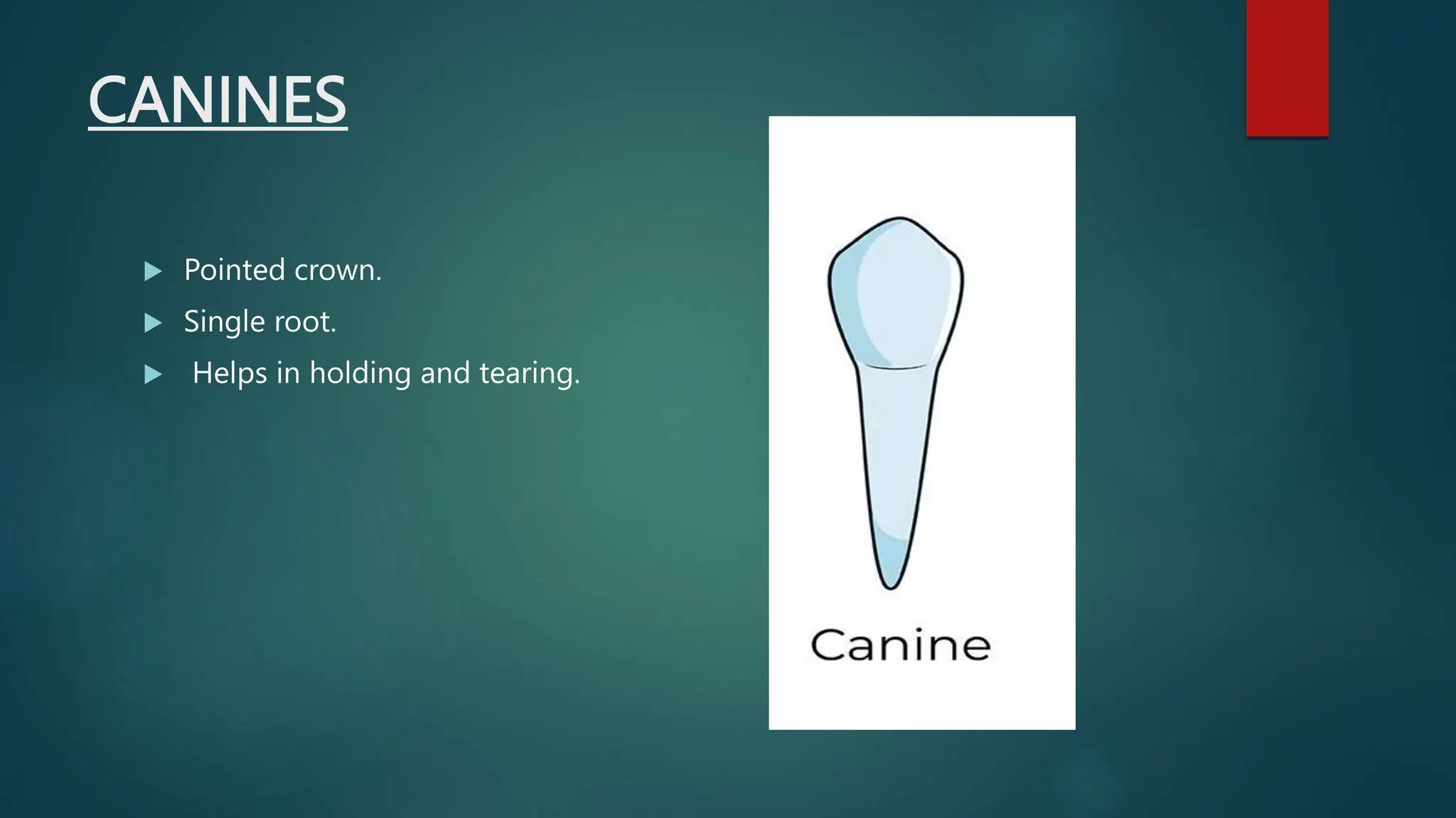 DENTAL ANATOMY TEETH TYPES AND DIFF BASIC TERMINOLOGY.pptx